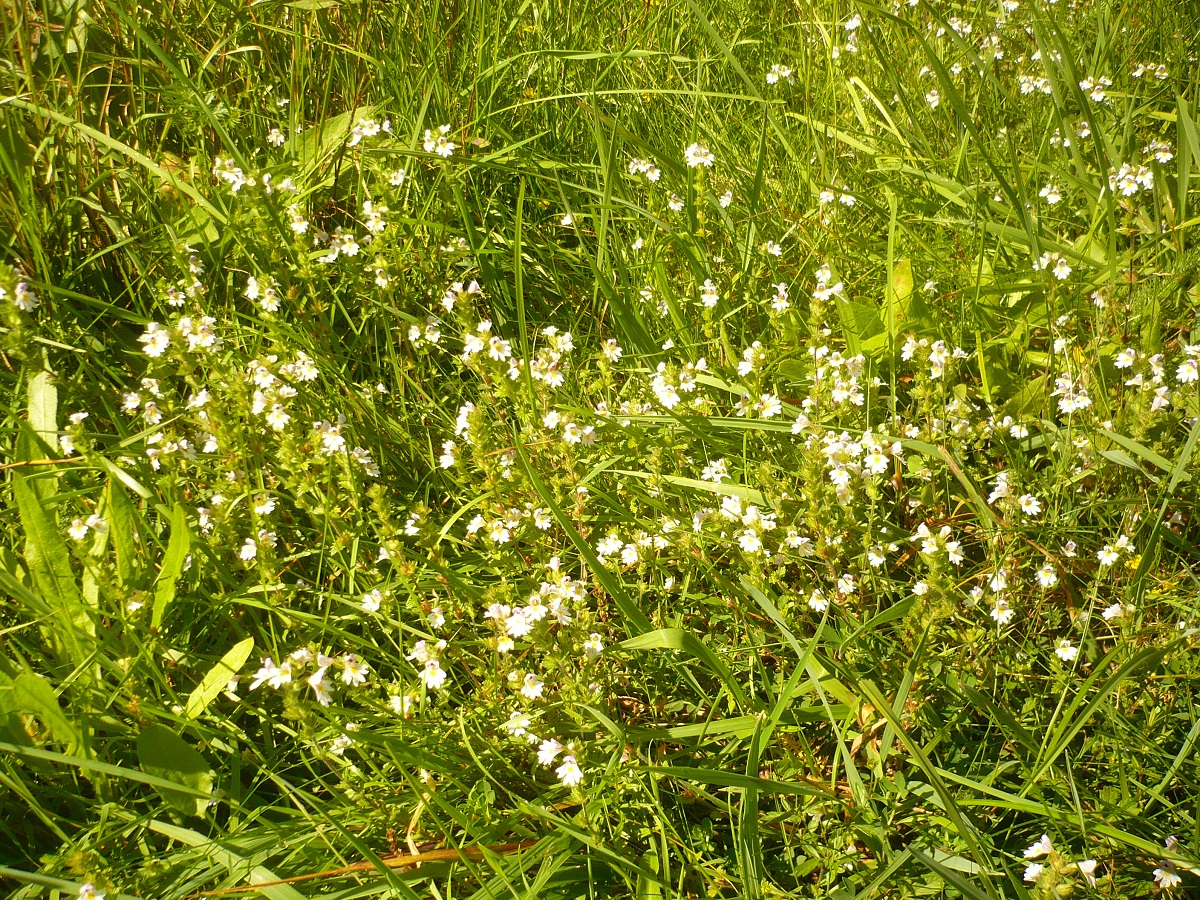 Euphrasia officinalis subsp. rostkoviana (Orobanchaceae)